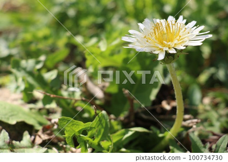 白色香蕉蒲公英 白色香蕉蒲公英 100734730
