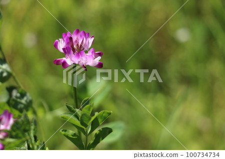 黃芪 黃芪 100734734