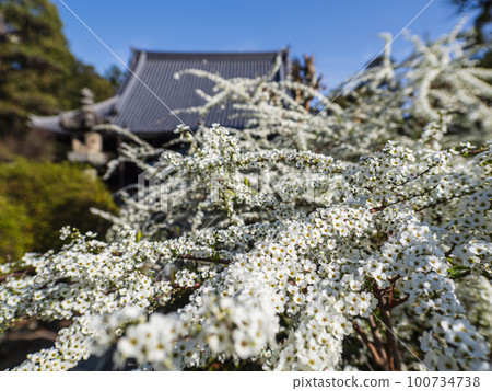 willow in Japanese garden willow in Japanese garden 100734738