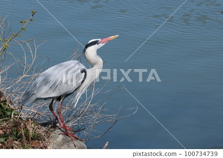 Maroon-colored heron Maroon-colored heron 100734739