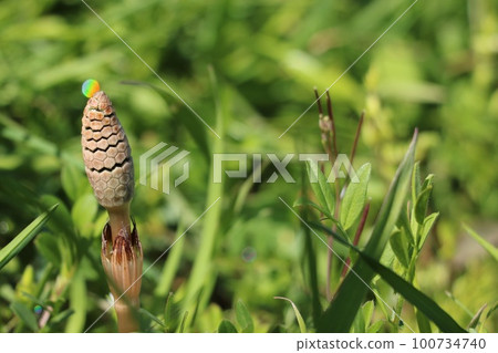 horsetail and ball of light 100734740