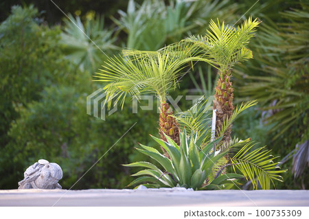 Young fresh coconut palm trees with bright green leaves groving in natural conditions outdoors 100735309