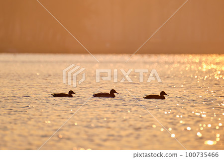 Wild ducks swimming on lake water at bright sunset. Birdwatching concept 100735466