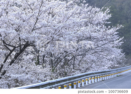 島根半島的櫻花 100736609