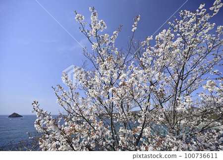 島根半島的櫻花 島根半島的櫻花 100736611