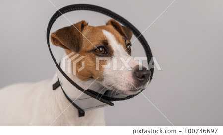Jack Russell Terrier dog in plastic cone after surgery. Copy space. Jack Russell Terrier dog in plastic cone after surgery. Copy space. 100736697