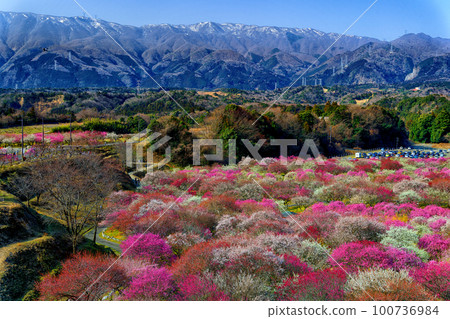 2023 Inabebe Umezono Rev.3 100736984