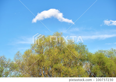 White cloud in blue sky over green tree top on sunny summer or spring day White cloud in blue sky over green tree top on sunny summer or spring day 100737230