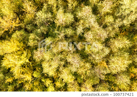 Top down aerial view of green and yellow canopies in autumn forest with many fresh trees. 100737421