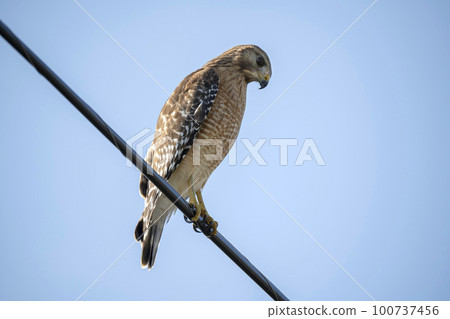 The red-shouldered hawk bird perching on electric cable looking for prey to hunt The red-shouldered hawk bird perching on electric cable looking for prey to hunt 100737456