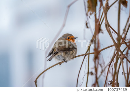 Cute bird the European Robin, Erithacus rubecula. sitting on the tree branch in winter. 100737489