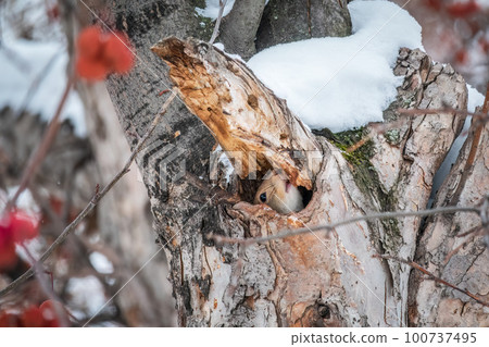 The squirrel sticks its head out of a hole in tree The squirrel sticks its head out of a hole in tree 100737495