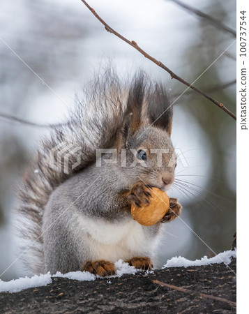 The squirrel with nut sits on tree in the winter or late autumn The squirrel with nut sits on tree in the winter or late autumn 100737544