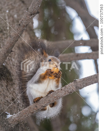 The squirrel with nut sits on tree in the winter or late autumn 100737563