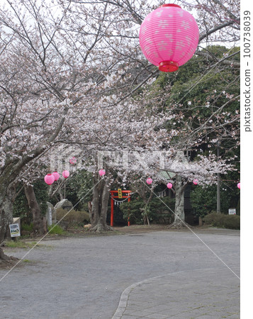Cherry blossoms at Kisarazu Otayama Park Cherry blossoms at Kisarazu Otayama Park 100738039