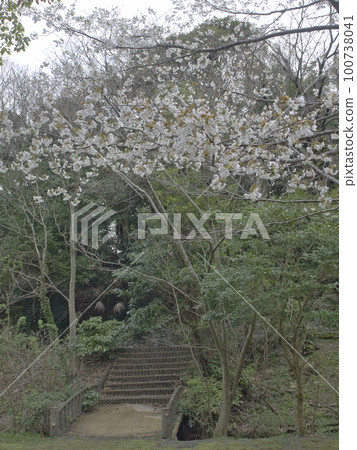 Cherry blossoms at Kisarazu Otayama Park Cherry blossoms at Kisarazu Otayama Park 100738041