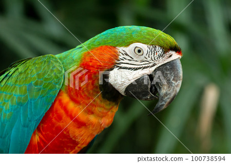 Multicolor scarlet macaw parrot head shot close up in dark nature green background Multicolor scarlet macaw parrot head shot close up in dark nature green background 100738594