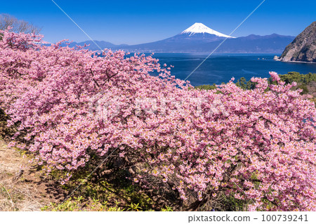 《靜岡縣》富士山和河津櫻花/沼津市井田市 100739241