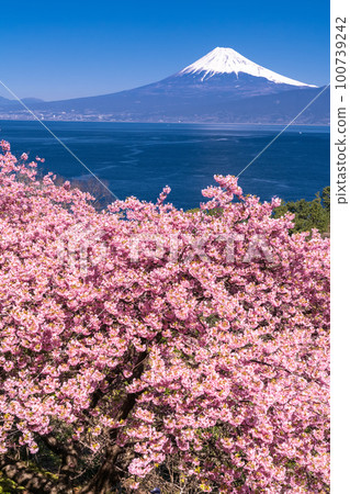 << Shizuoka prefecture >> Mt. Fuji and Kawazu cherry blossoms / Ida, Numazu city 100739242