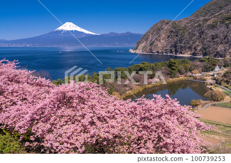 《靜岡縣》富士山和河津櫻花/沼津市井田市 100739253