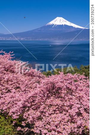 << Shizuoka prefecture >> Mt. Fuji and Kawazu cherry blossoms / Ida, Numazu city << Shizuoka prefecture >> Mt. Fuji and Kawazu cherry blossoms / Ida, Numazu city 100739254