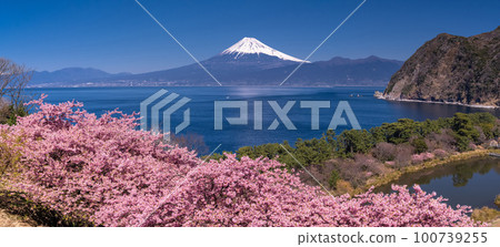 << Shizuoka prefecture >> Mt. Fuji and Kawazu cherry blossoms / Ida, Numazu city << Shizuoka prefecture >> Mt. Fuji and Kawazu cherry blossoms / Ida, Numazu city 100739255