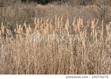 Colony of reeds, Sakaigawa Reservoir, Kanagawa Prefecture 100739276