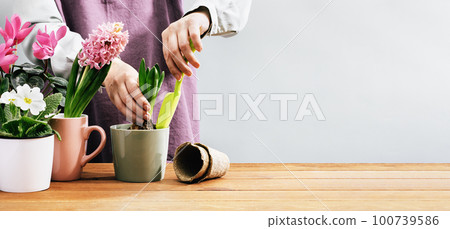 Woman Gardener planting flowers at home in spring. Midsection. Holding pot with hyacinth plant. Home garden. Flowerheads in bloom. Potting bulbs and primula. Wide banner copy space Woman Gardener planting flowers at home in spring. Midsection. Holding pot with hyacinth plant. Home garden. Flowerheads in bloom. Potting bulbs and primula. Wide banner copy space 100739586