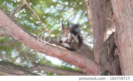 Ezo squirrel on the tree with eyes meeting 100739717