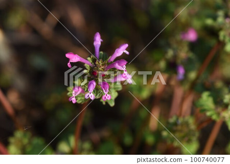 霍托肯諾扎 100740077