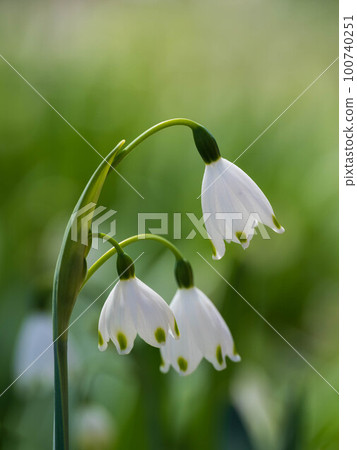 可愛的雪花 100740251