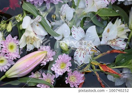 flowers floating on the water flowers floating on the water 100740252