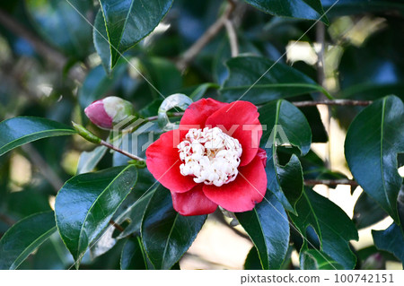 Camellia "Moonlight" Camellia "Moonlight" 100742151