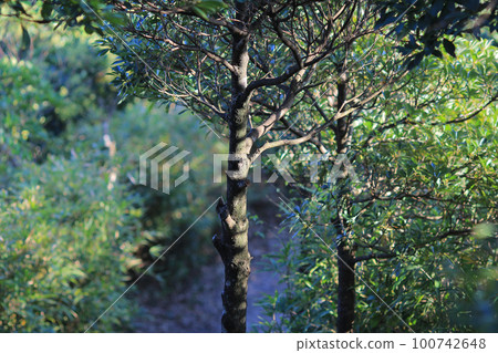 a leaf image, the nature concept photo a leaf image, the nature concept photo 100742648