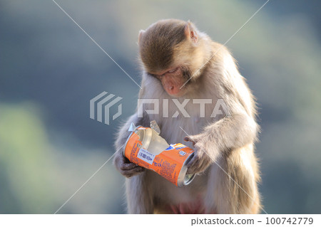 Wild monkey in Kam Shan Country Park, Kowloon, Hong Kong 100742779