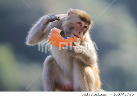 Wild monkey in Kam Shan Country Park, Kowloon, Hong Kong Wild monkey in Kam Shan Country Park, Kowloon, Hong Kong 100742780