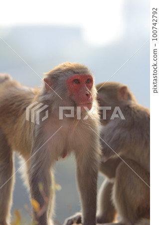 Wild monkey in Kam Shan Country Park, Kowloon, Hong Kong 100742792