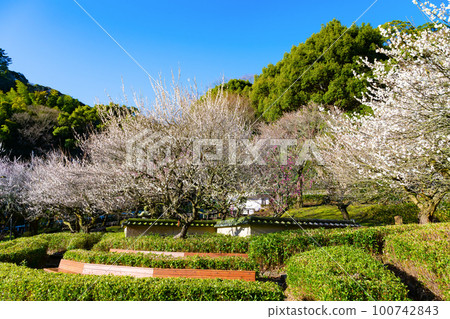 靜岡縣熱海市熱海梅園 靜岡縣熱海市熱海梅園 100742843