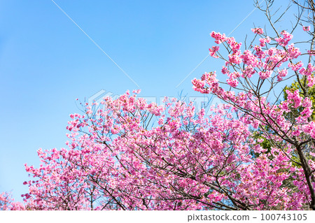 東京八王子市長池公園粉紅櫻花林立的大道 東京八王子市長池公園粉紅櫻花林立的大道 100743105