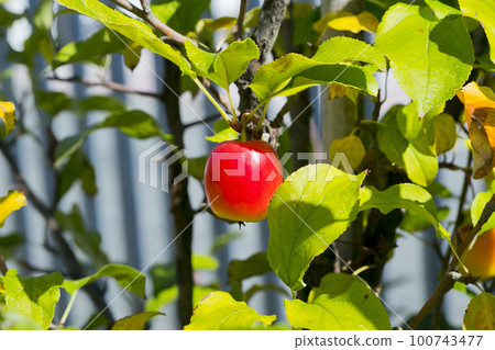 公主蘋果 100743477