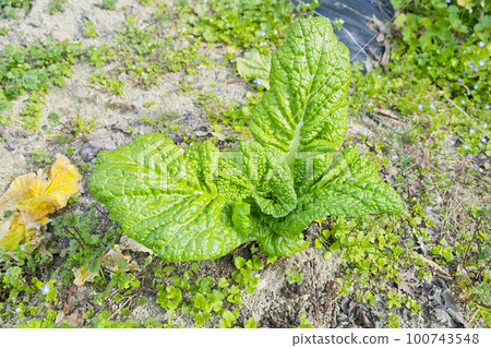 And vegetables And vegetables 100743548
