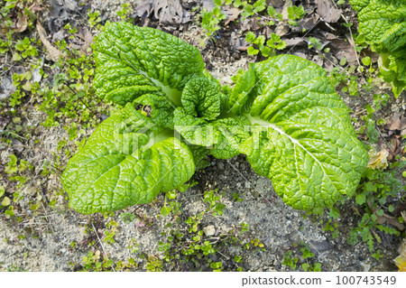 And vegetables And vegetables 100743549