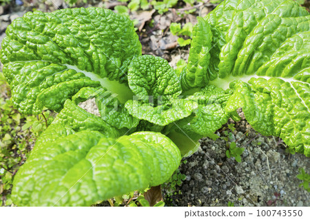 And vegetables And vegetables 100743550