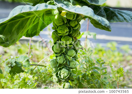 Brussels sprouts Brussels sprouts 100743565