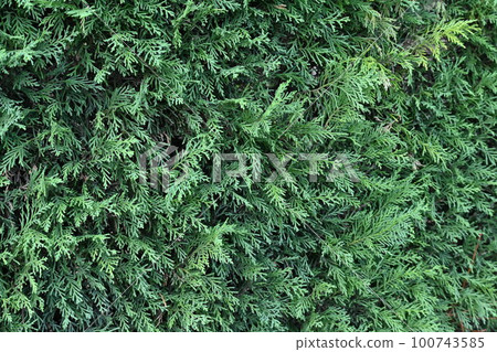 Leyland cypress hedge 100743585