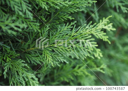 Leyland cypress hedge 100743587