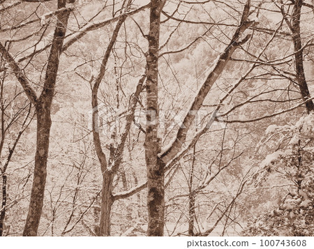 雪景(冬天的樹林)〉 雪景(冬天的樹林)〉 100743608