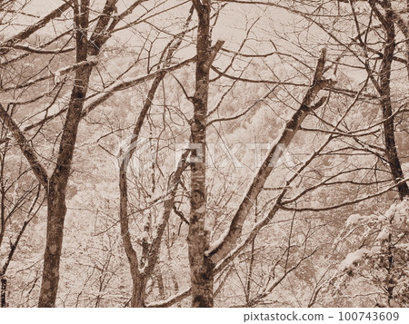 雪景(冬天的樹林)〉 雪景(冬天的樹林)〉 100743609