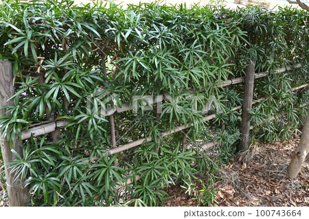 Ingaki hedge 100743664