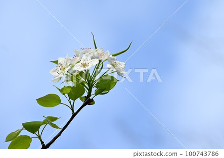 Japanese pear flower 100743786
